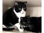Adopt Buckley a Domestic Shorthair / Mixed cat in Calverton, NY (38537942)