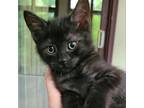 Adopt Olly a All Black Domestic Shorthair / Mixed cat in Toledo, OH (38573769)
