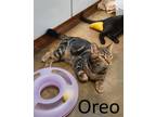 Adopt Oreo a Gray or Blue (Mostly) Domestic Shorthair / Mixed (short coat) cat