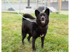 Adopt Lucky a Black Pomeranian / Mixed dog in Fishers, IN (36384882)