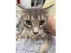 Adopt Blue Jay a Gray, Blue or Silver Tabby Domestic Mediumhair (medium coat)