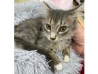 Adopt Blue Jay a Gray, Blue or Silver Tabby Domestic Mediumhair (medium coat)