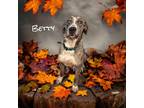 Adopt Betty a Great Dane / Mixed dog in Bullard, TX (38523324)