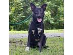 Adopt Pepper a Black Shepherd (Unknown Type) / Labrador Retriever / Mixed dog in