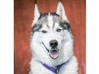 Adopt Lupin a Siberian Husky / Mixed dog in Oceanside, CA (38435402)