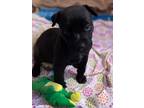 Adopt Raffi a Black Boxer / Labrador Retriever / Mixed dog in Beverly Hills