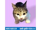 Adopt Adopt or Foster Me a Brown Tabby Domestic Shorthair / Mixed cat in El