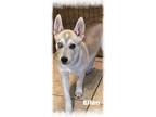 Adopt Ellen a White - with Tan, Yellow or Fawn Husky / Shepherd (Unknown Type) /