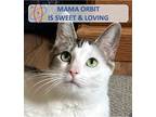 Adopt Mama Orbit a White (Mostly) Domestic Shorthair (short coat) cat in