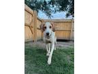 Adopt Spot a White - with Tan, Yellow or Fawn Hound (Unknown Type) / Beagle /