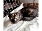 Adopt Kassie a Tortoiseshell Domestic Shorthair / Mixed (short coat) cat in