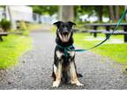 Adopt Marlin a Black - with Tan, Yellow or Fawn German Shepherd Dog / Mixed dog