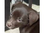 Adopt Ember a Labrador Retriever, Border Collie