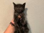 Adopt a Domestic Longhair / Mixed cat in Pomona, CA (38373848)