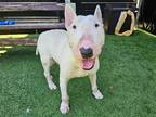 Adopt MOSES a White Bull Terrier / Mixed dog in Tustin, CA (38544897)