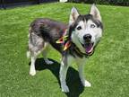 Adopt QUADE a Black Siberian Husky / Mixed dog in Tustin, CA (38423780)
