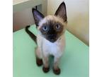 Adopt Kittens! a Domestic Shorthair / Mixed cat in Burlingame, CA (38441759)