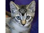 Adopt Rome a Gray or Blue Domestic Shorthair / Domestic Shorthair / Mixed cat in