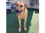 Adopt Poppy a Tan/Yellow/Fawn Black Mouth Cur / Shepherd (Unknown Type) / Mixed