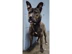 Adopt Vinnie (HW-) a Brindle American Pit Bull Terrier / Mixed dog in Owensboro