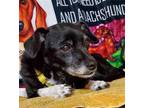 Adopt Takoda a Dachshund / Mixed dog in Weston, FL (38409313)