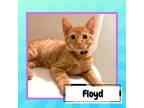 Adopt Floyd a Orange or Red American Shorthair / Mixed cat in Suisun
