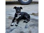 Adopt Luca a Black Pit Bull Terrier / Mixed dog in Shawnee, KS (38612939)