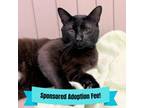Adopt Mercury a All Black Domestic Shorthair / Mixed cat in Novelty