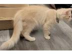 Adopt Paddington a Orange or Red Domestic Mediumhair / Mixed (medium coat) cat