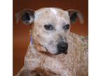 Adopt Paisley a Australian Cattle Dog / Blue Heeler