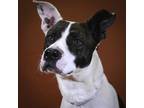 Adopt Daisy a Catahoula Leopard Dog