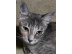Adopt Coral a Brown Tabby Domestic Shorthair / Mixed (short coat) cat in