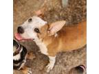Adopt Mio a Mixed Breed (Medium) / Australian Cattle Dog / Mixed dog in Eugene