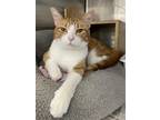 Adopt Gilbertina a Orange or Red (Mostly) Domestic Shorthair / Mixed (short