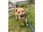 Adopt Ripley a Brindle - with White Mountain Cur / Pit Bull Terrier / Mixed dog