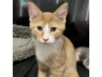 Adopt Pippi (fka Dipper) a Orange or Red Domestic Shorthair / Mixed cat in