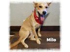 Adopt Milo a Tan/Yellow/Fawn Golden Retriever / Mixed dog in Cherry Valley