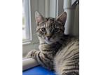 Adopt Ivy a Brown Tabby Domestic Shorthair / Mixed (short coat) cat in Hanover