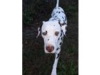 Adopt MurphyA a Dalmatian / Mixed dog in Fort Collins, CO (38372146)