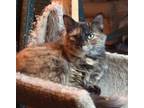 Adopt Evie a Tortoiseshell Domestic Mediumhair / Mixed (medium coat) cat in