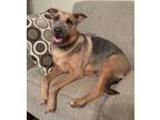 Adopt Cleo a Shepherd (Unknown Type) / Labrador Retriever / Mixed dog in Little