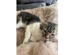 Adopt Grumpy a Maine Coon cat in Tracy, CA (38602492)