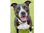 Adopt Jae a Black American Pit Bull Terrier / Mixed dog in Fishers