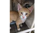 Adopt Buttercup a Orange or Red (Mostly) Domestic Shorthair / Mixed (short coat)