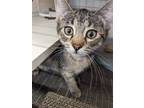 Adopt Violet a Gray, Blue or Silver Tabby Domestic Shorthair / Mixed (short