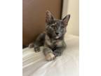 Adopt Rosela a Tortoiseshell Domestic Shorthair (short coat) cat in Escondido