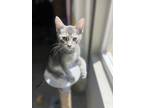 Adopt Tuke a Gray, Blue or Silver Tabby Domestic Shorthair (short coat) cat in