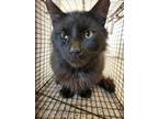 Adopt Arden *Barn Cat* a All Black Domestic Mediumhair / Domestic Shorthair /