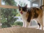 Adopt Harlow a Calico or Dilute Calico Domestic Shorthair / Mixed (short coat)