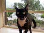 Adopt Khai a Black & White or Tuxedo Domestic Shorthair / Mixed (short coat) cat